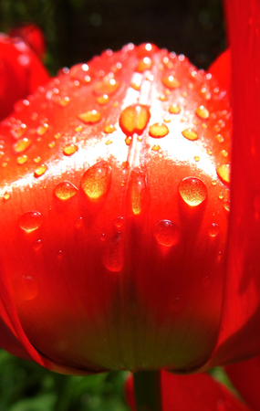 Red tulip closeup with water dropsの写真素材