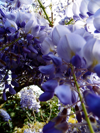 Wisteria blooms in sunlight, closeup.の写真素材