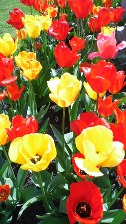 Tulips growing in a flower bed.の写真素材