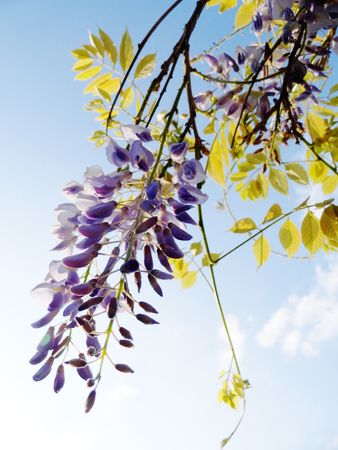 Wisteria blooms in sunlight.の写真素材