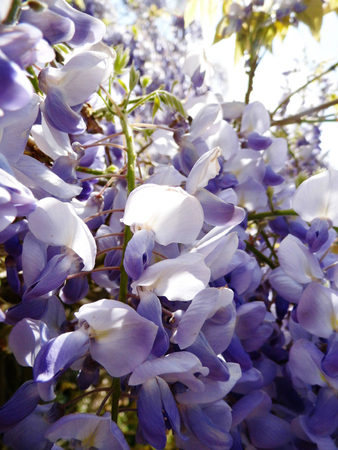 Wisteria blooms in sunlight.の写真素材
