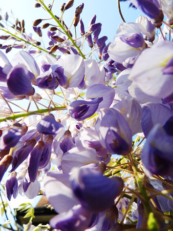 Wisteria blooms in sunlight, closeup.の写真素材