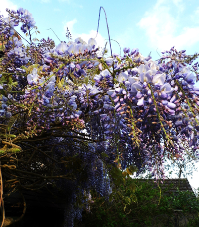 Wisteria blooms in sunlight.の写真素材