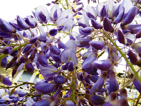 Wisteria blooms in sunlight.の写真素材