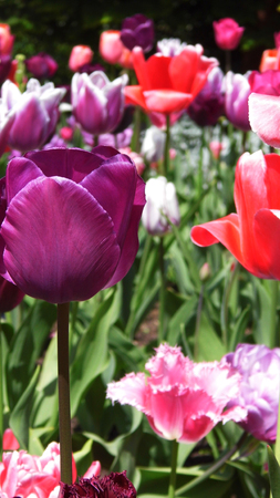 Tulips growing in a flower bed.の写真素材