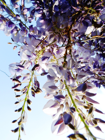 Wisteria blooms in sunlight.の写真素材