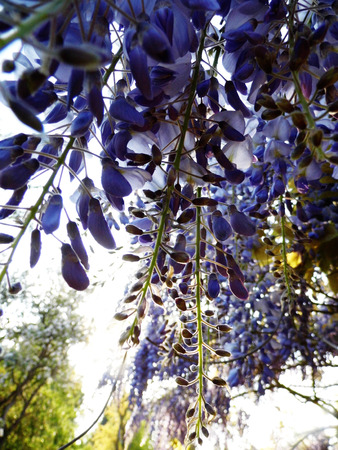 Wisteria blooms in sunlight.の写真素材