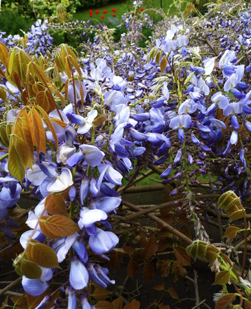 Wisteria blooms in sunlight.の写真素材