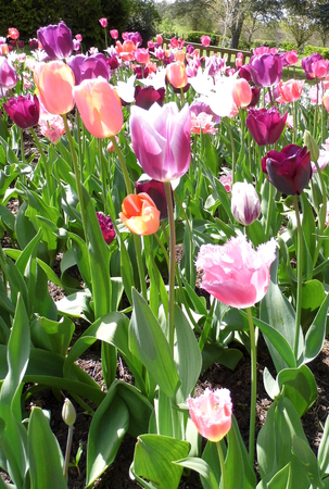 Tulips growing in a flower bed.の写真素材