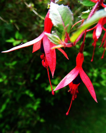 Fuchsia flowers growing in a British garden.の写真素材
