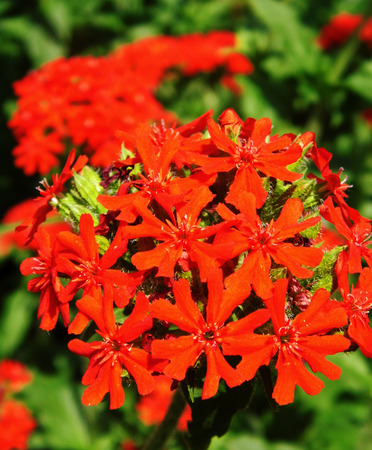 Flowers growing in a British garden.の写真素材