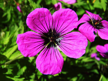 Flowers growing in a British garden.の写真素材