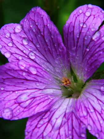Flower growing in a British garden.の写真素材