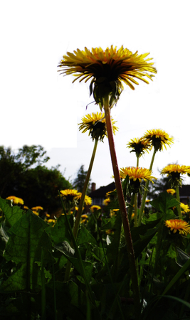 Many dandelion flowers growing in a British meadow.の写真素材