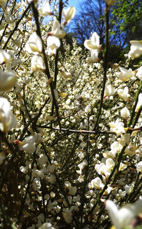 Flowers growing in a British garden.の写真素材