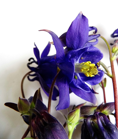 Purple Flowers isolated against a white background.の写真素材
