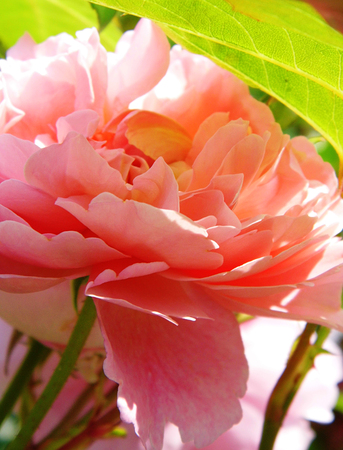 Flower growing in a British garden.の写真素材