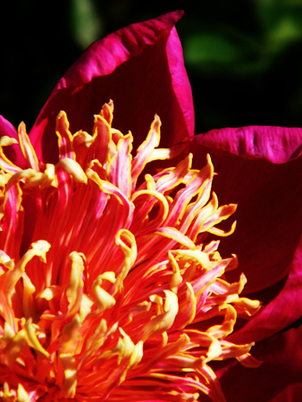 Red flower growing in a British garden.の写真素材