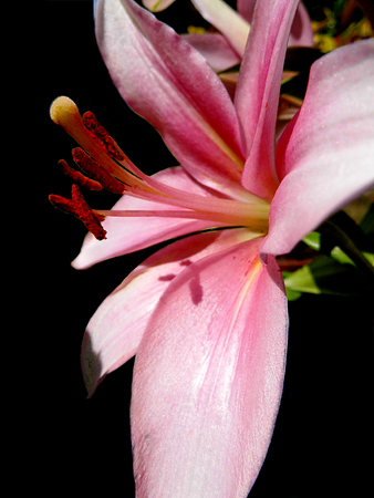Flower growing in a British garden.の写真素材