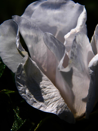 Flower growing in a British garden.の写真素材