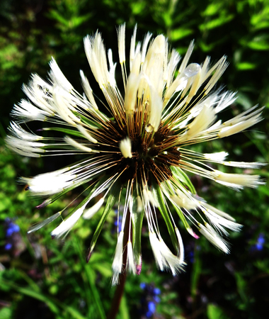 Flowers growing in a British garden.の写真素材