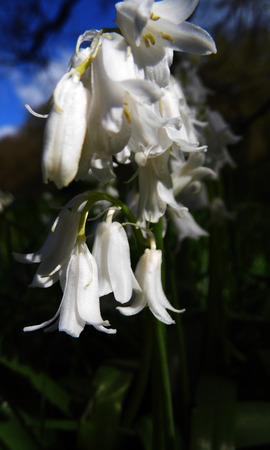 Whitebell flowers growing in a British garden.の写真素材