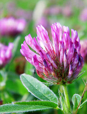 Closeup of Pink clover flowers growing in a British meadow.の写真素材