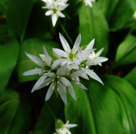 British wildflowers growing.の写真素材