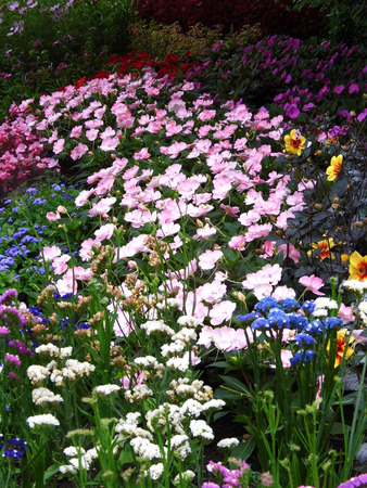 Ornamental flower border in a British garden.の写真素材