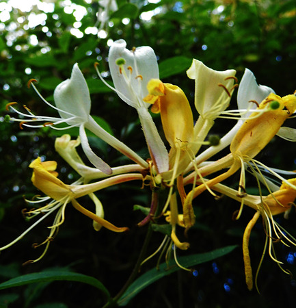 Honeysuckle flowers growing in a British garden.の写真素材