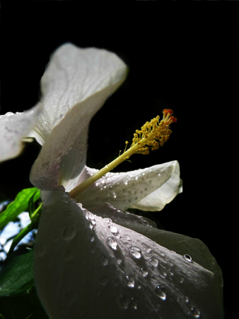 White flower growing in a British garden.の写真素材
