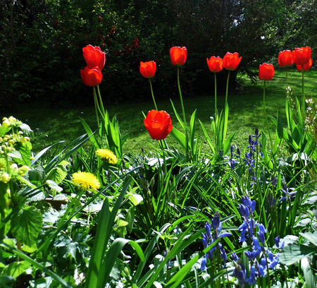 Ornamental flower border in a British garden.の写真素材