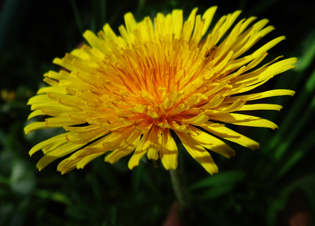 Closeup of dandelion flower.の写真素材