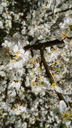 White flowers growing in a British garden.の写真素材
