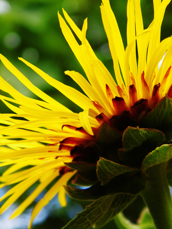 Yellow flower growing.の写真素材