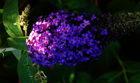 Flower growing in a British garden.の写真素材