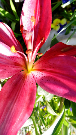Flower growing in a British garden.の写真素材