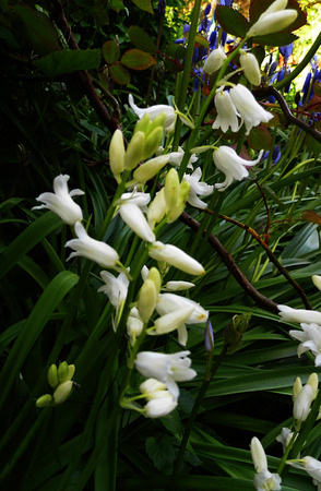 Whitebell flowers growing in a British garden.の写真素材