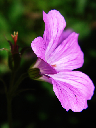 Flower growing in a British garden.の写真素材