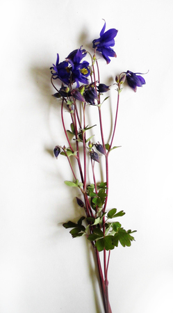 Purple Flowers isolated against a white background.の写真素材