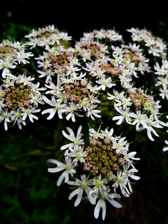 Flowers growing in a British garden.の写真素材