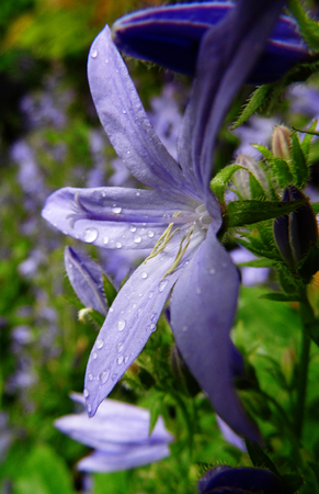 Flowers growing in a British garden.の写真素材