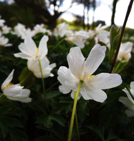 Flowers growing in a British garden.の写真素材