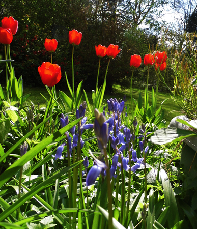 Ornamental flower border in a British garden.の写真素材