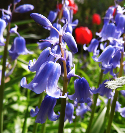Bluebells growing in a British garden.の写真素材