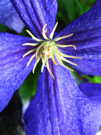 Flower growing in a British garden.の写真素材