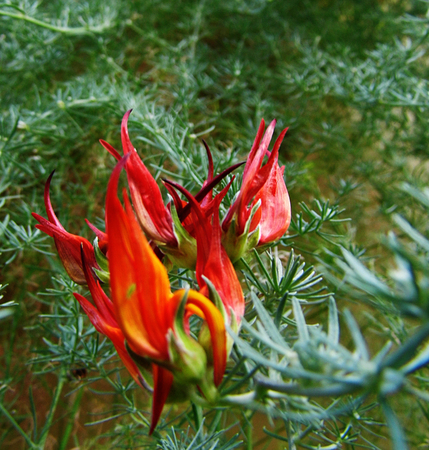 Flowers growing in a British garden.の写真素材