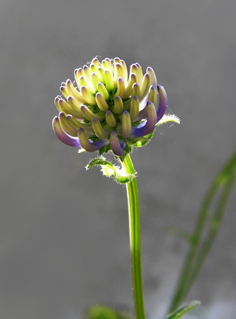 Flowers growing in a British garden.の写真素材