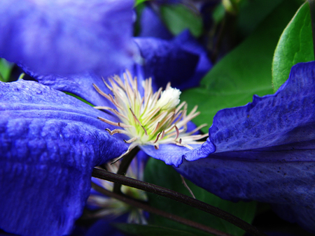 Flower growing in a British garden.の写真素材