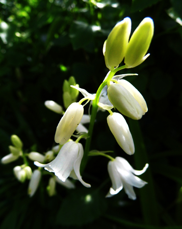Whitebell flowers growing in a British garden.の写真素材